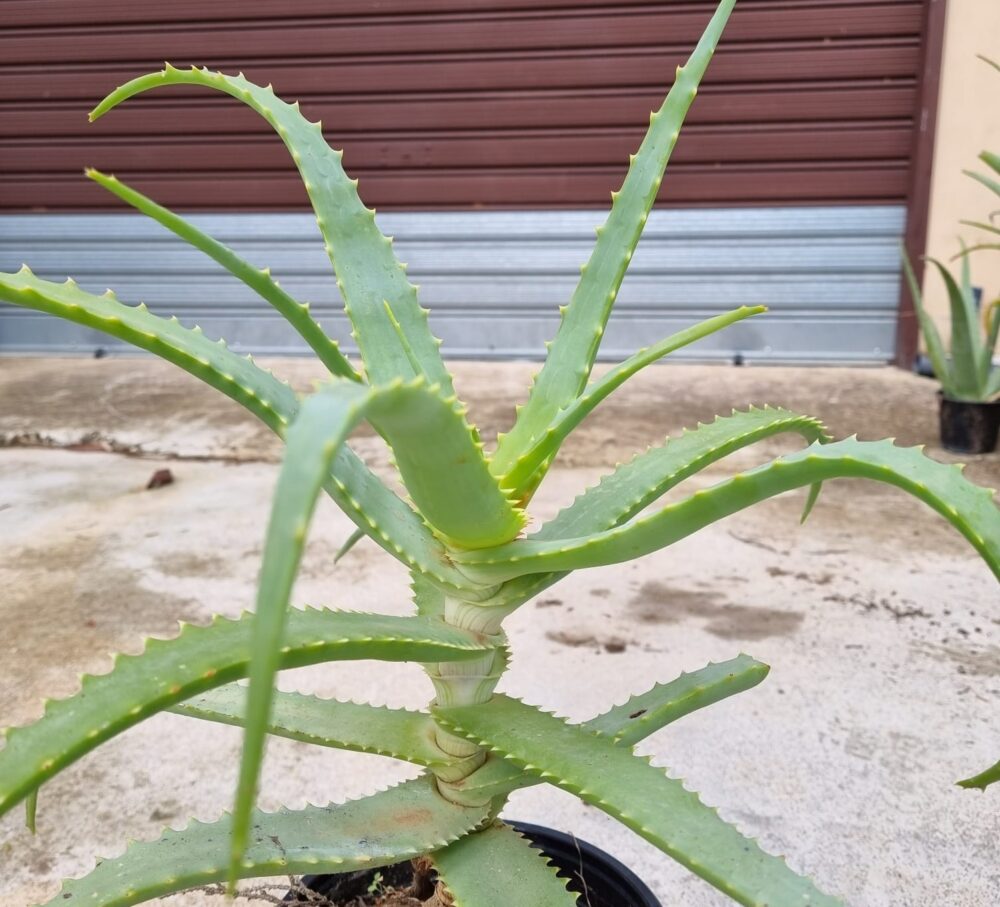 Aloe arborescens miller