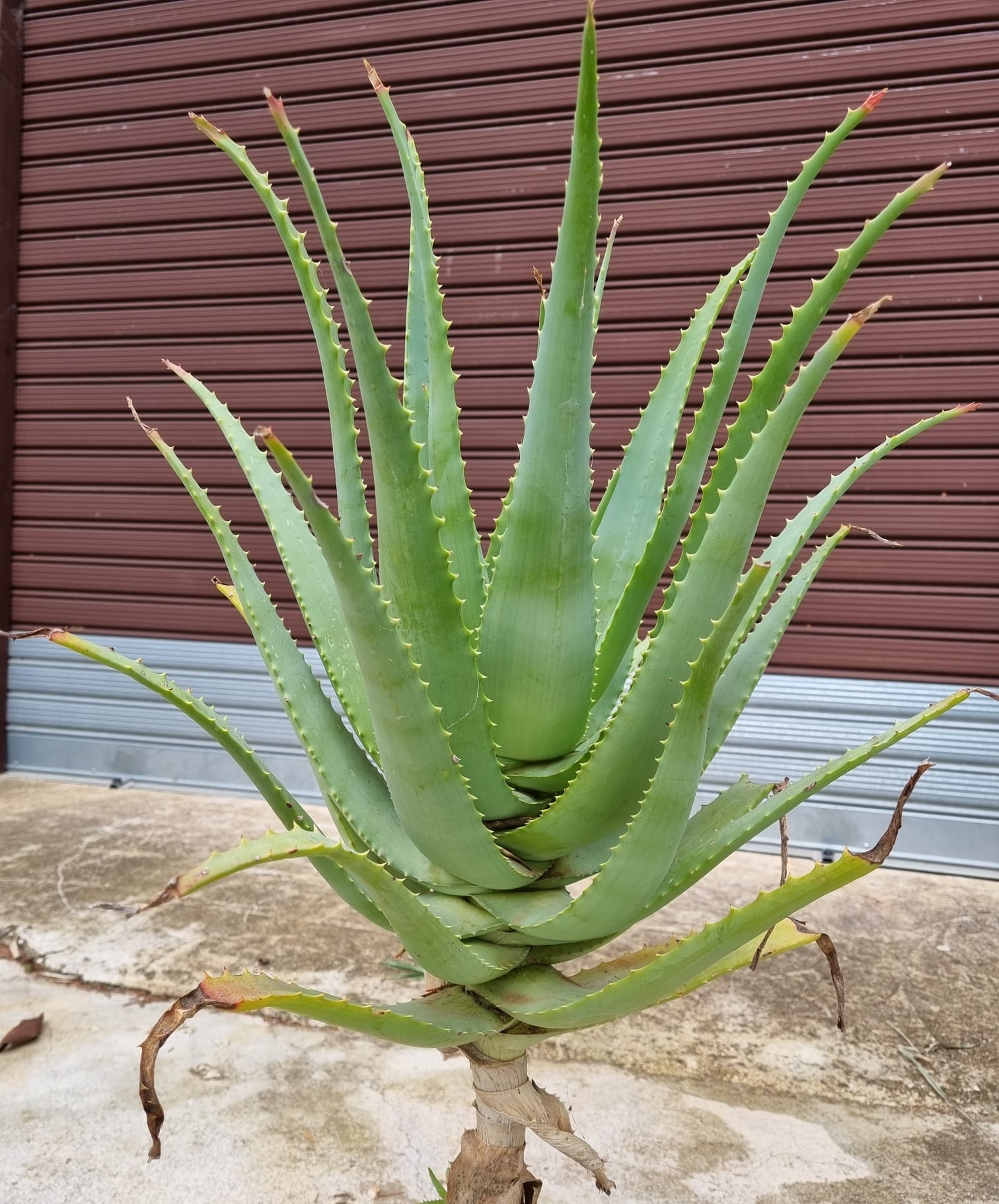 Aloe vera pianta - Aloe - Pianta di aloe vera