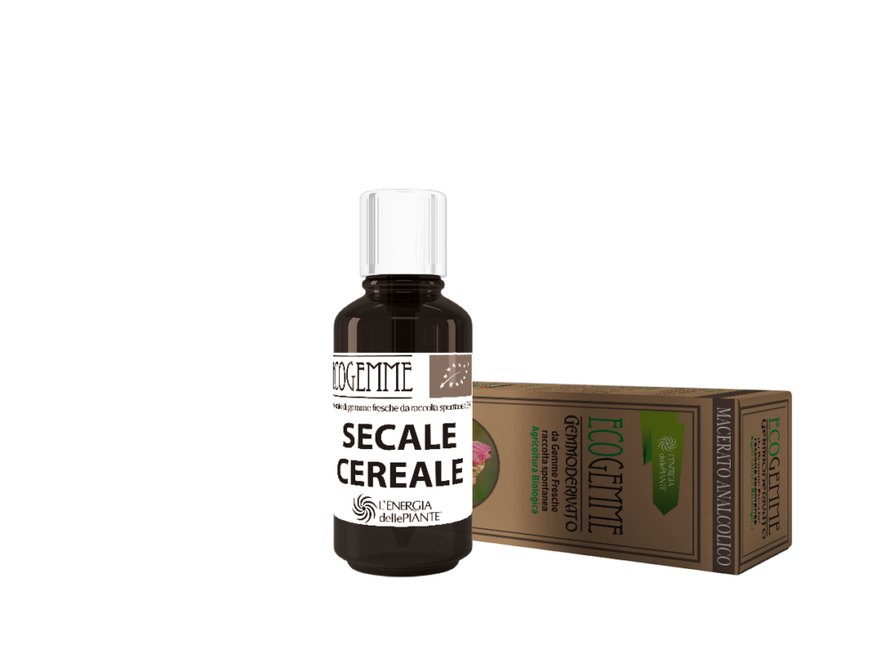 SECALE CEREALE 3D 1