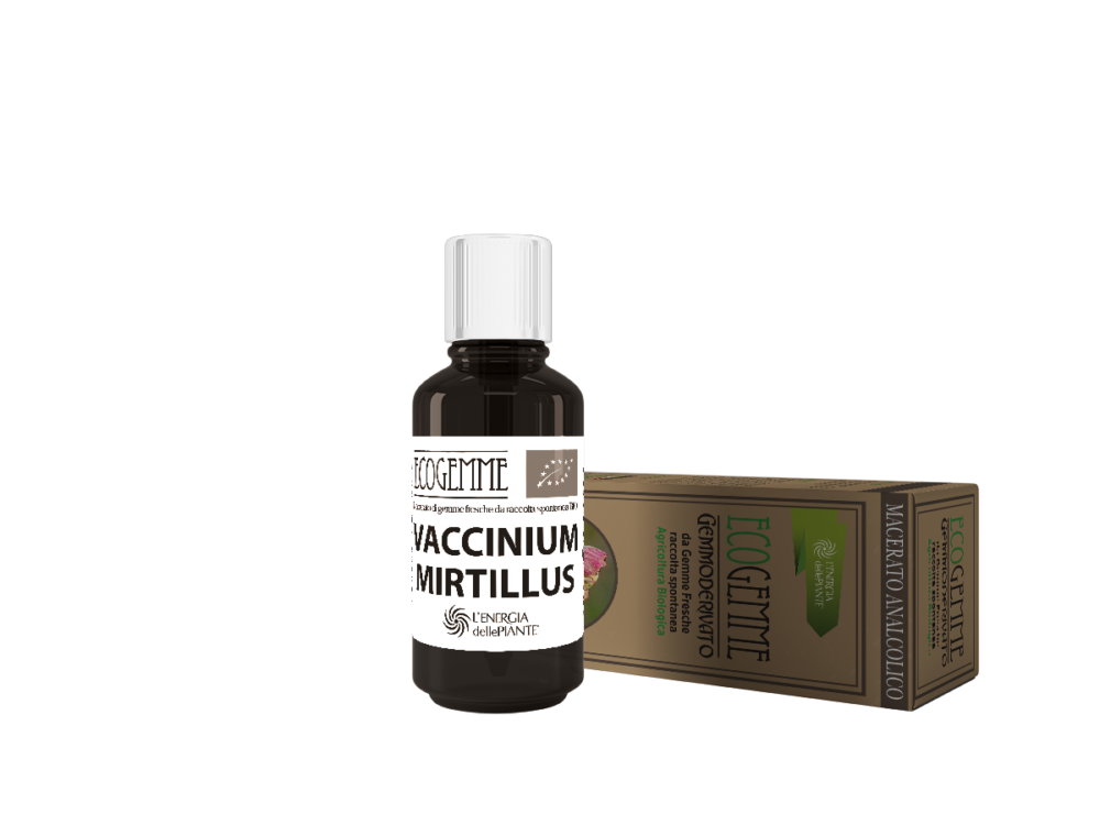 vaccinium mirtillus 3d 1